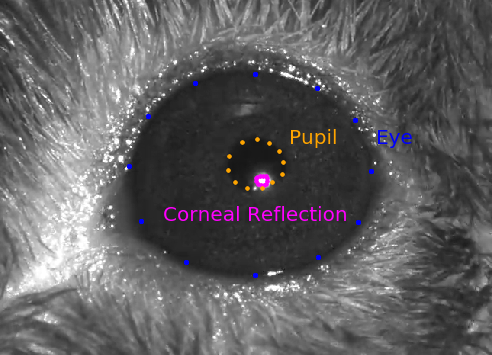 eye_dlc_labels